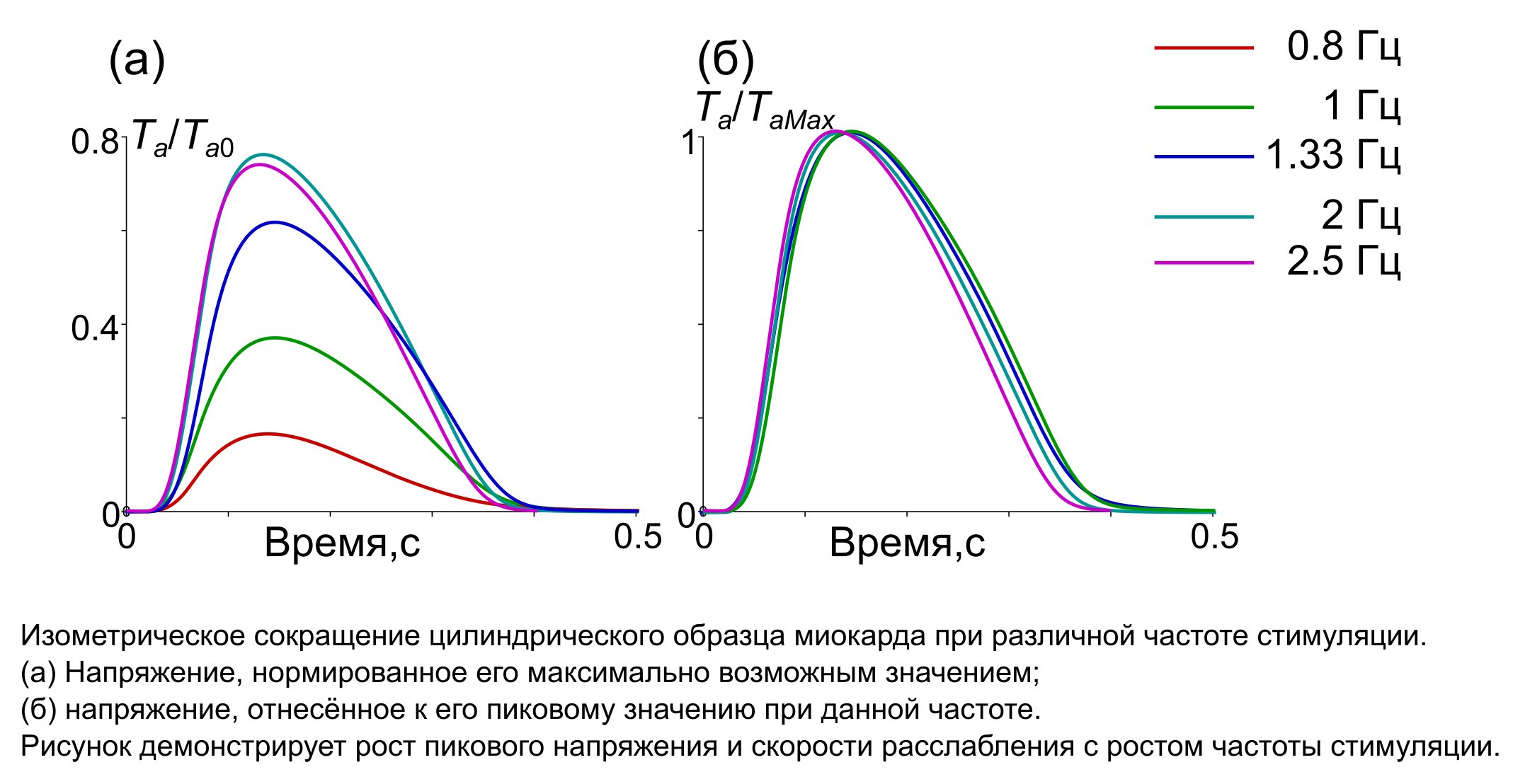 Математическая модель сердечной мышцы с полным электромеханическим сопряжением